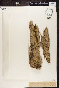 Thelotrema lepadinum image