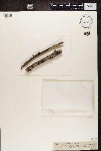 Thelotrema lepadinum image