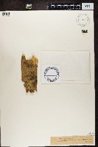 Media resource of Arthothelium ruanum