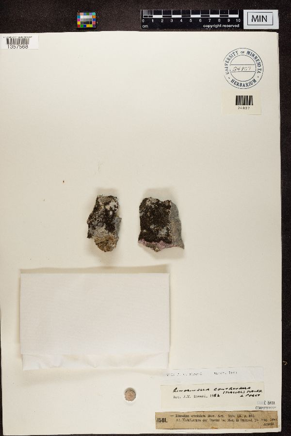 Rinodina crustulata image