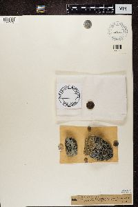 Thumbnail image of current specimen