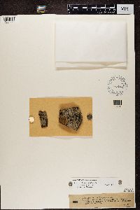 Buellia parasema image