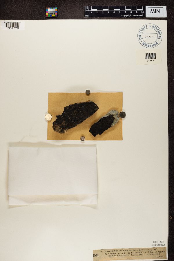 Staurothele areolata image