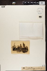 Cladonia verticillata image