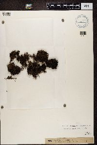 Cetraria ericetorum image