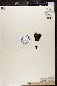 Image of Gyrophora esculenta