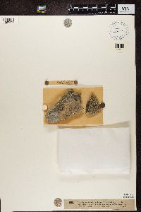 Aspicilia laevata image