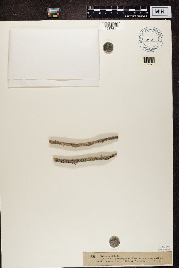 Lecidea turgidula image