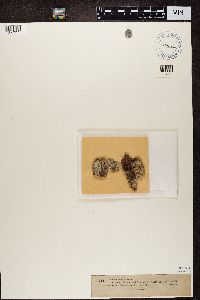 Media resource of Biatora albofuscescens