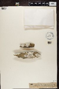 thumbnail image of current specimen