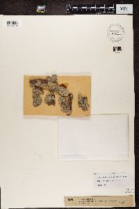 Lecanactis abietina image