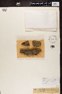 Lecanactis abietina image