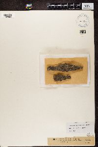 Lecanactis abietina image