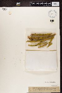 Chaenotheca trichialis image