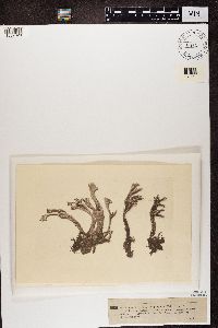 Cladonia deformis image