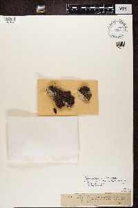 Phaeophyscia orbicularis image