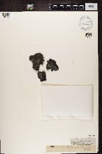 Gyrophora anthracina image