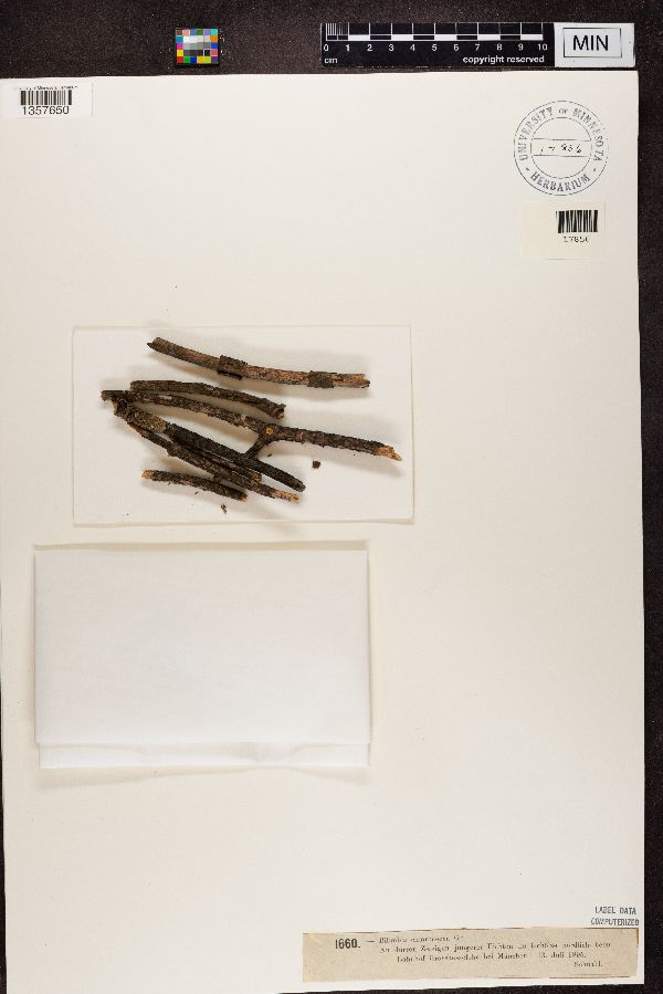 Scoliciosporum chlorococcum image