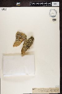 Pyrenocollema halodytes image