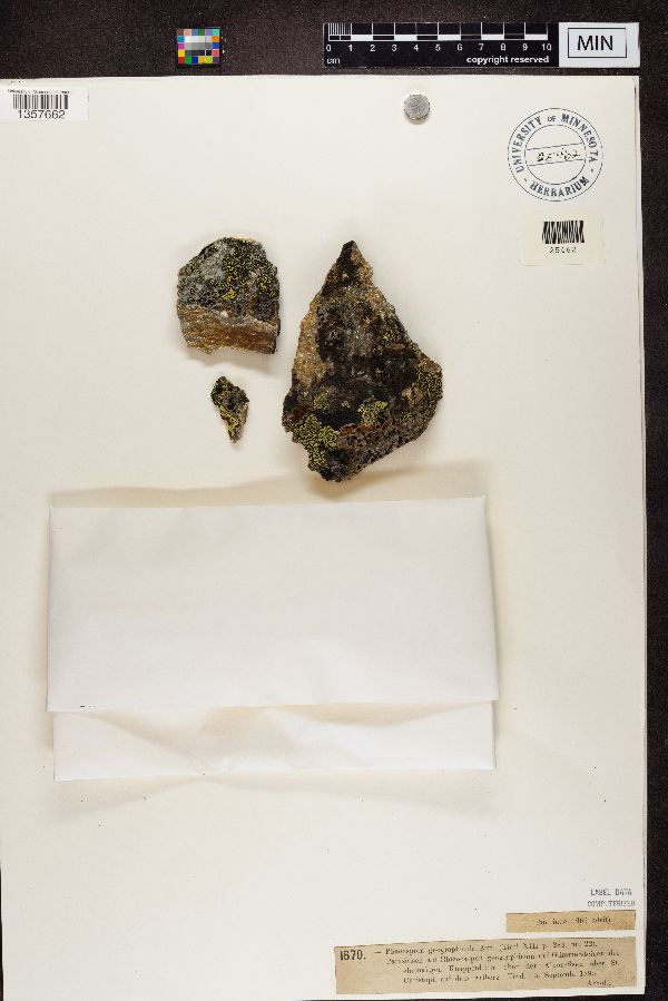 Phaeospora geographicola image