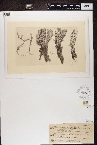Cladonia rangiferina image