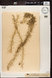 Usnea longissima image