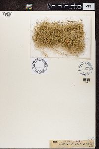 Usnea longissima image