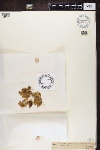 Thumbnail image of current specimen