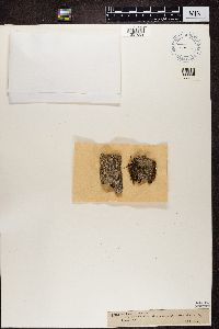 Gyalecta ulmi image