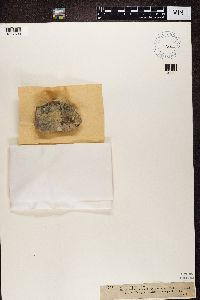 Gyalecta cupularis image