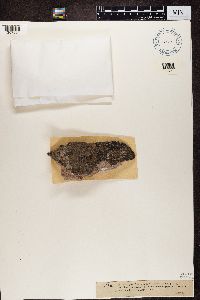 Fuscidea lygaea image