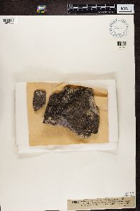 Fuscidea lygaea image