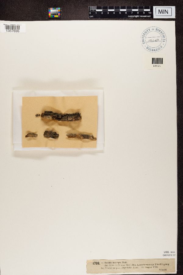 Bacidia incompta image