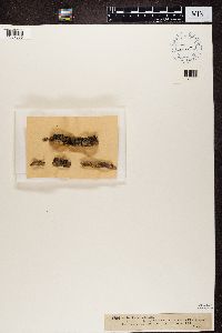 Media resource of Bacidia incompta