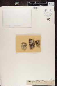 Arthonia marmorata image