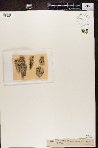 Arthonia marmorata image