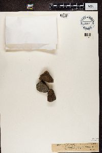 Verrucaria aethiobola image