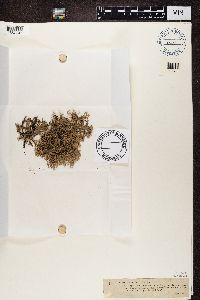 Evernia furfuracea image