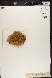 Ramalina farinacea image