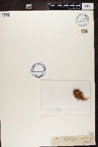 Ramalina farinacea image