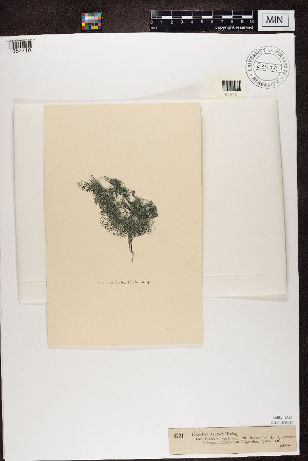 Ramalina roesleri image