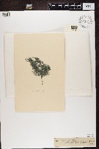 Media resource of Ramalina roesleri