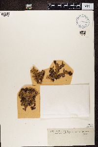 Platismatia glauca image