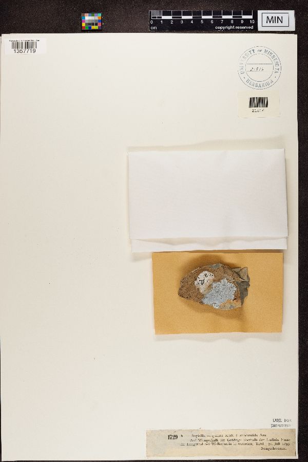 Bellemerea sanguinea image