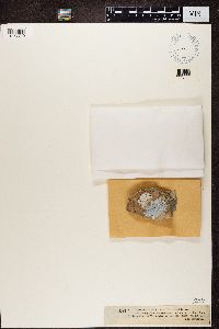 Image of Bellemerea sanguinea