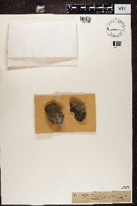 Pertusaria chiodectonoides image