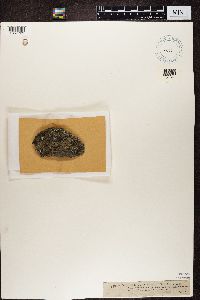 Lecidea platycarpa image