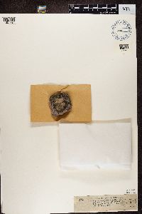 Lecidella viridans image