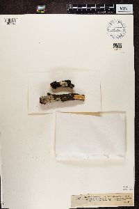 Strangospora microhaema image