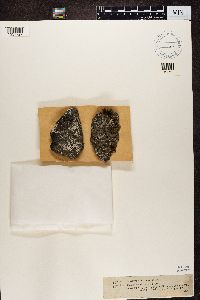 Rhizocarpon petraeum image